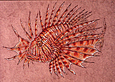 image of Lionfish ilustration