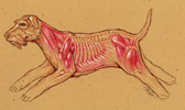 image of Canine Musculature illustration