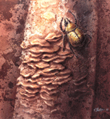 image of Hercules Beetle illustration