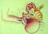 image of Canine Middle Ear illustration