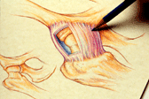 image of Canine Hip Joint ilustration