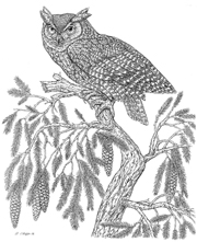 Owl line art