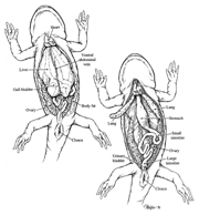 Salamander Dissection