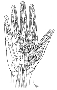 pen&ink hand diagram