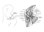 Ansa Pectoralis and the Brachial Plexus