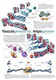 Vasculogenesis v. Angiogenesis